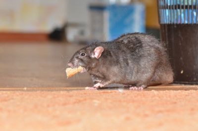 Rodent Infestation