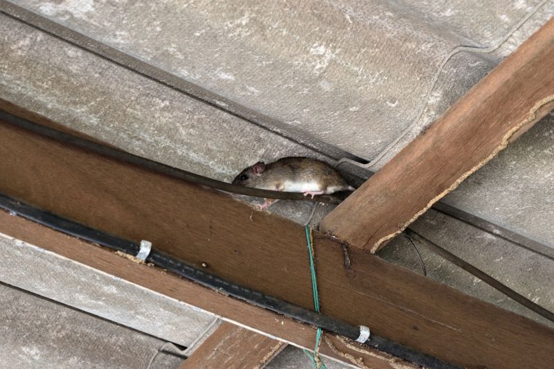 Rodent Infestation
