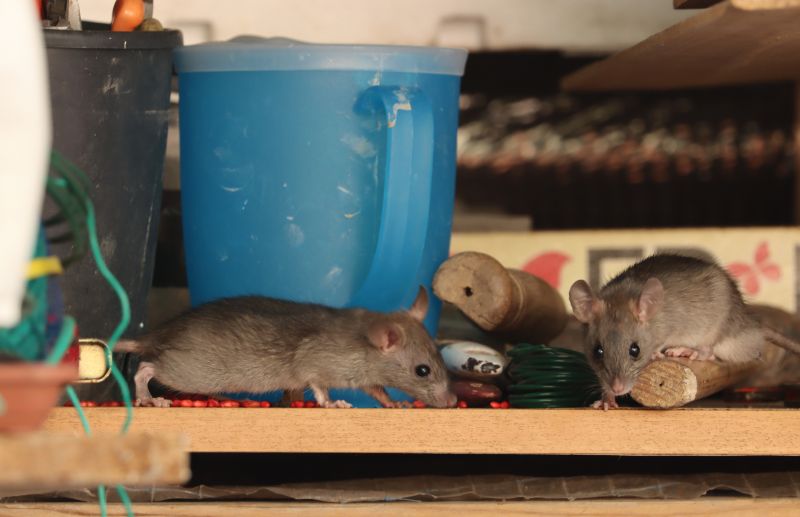 Rodent Infestation
