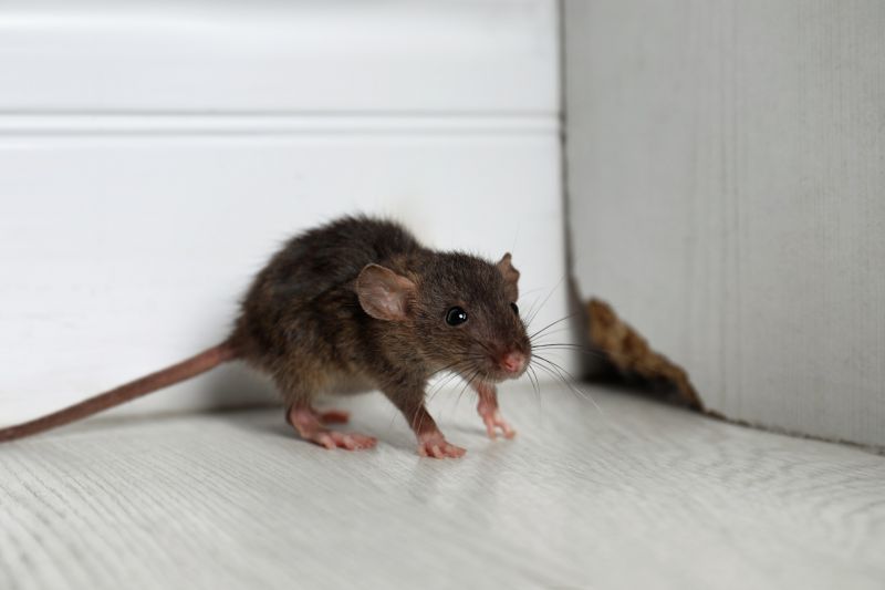 How Rodents Contaminate Food Storage Areas And Pantries