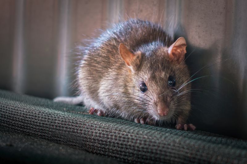Products For Rodent Infestations in use