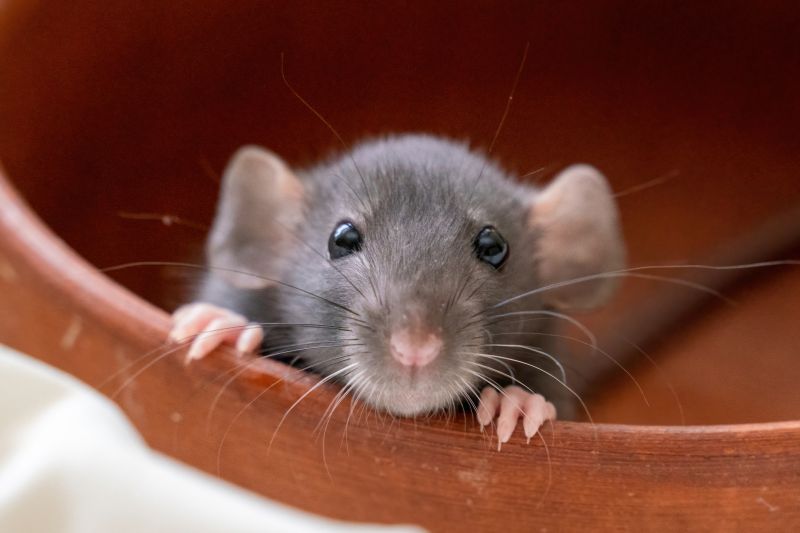 Rodent Infestations Explained: Warning Signs, Property Damage, And Cleanup